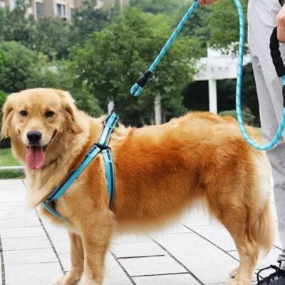 laisse-pour-chien-bleu-dog-leash
