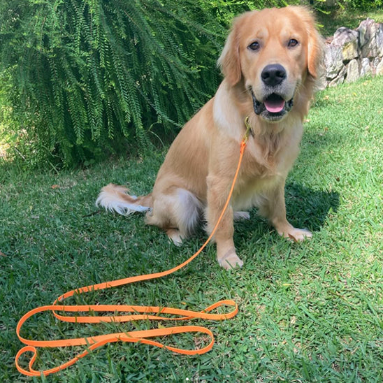 🐕 Découvrez notre laisse pour chien d'entraînement robuste et polyvalente. Contrôle parfait et liberté de mouvement pour votre compagnon.