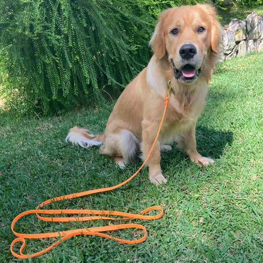 🐕 Découvrez notre laisse pour chien d'entraînement robuste et polyvalente. Contrôle parfait et liberté de mouvement pour votre compagnon.