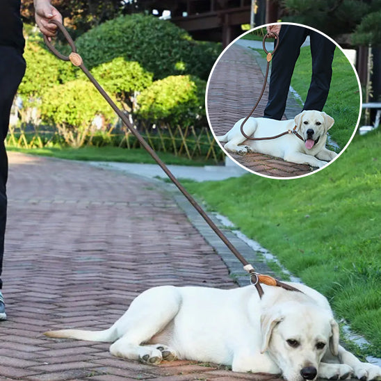 🐕 Découvrez notre laisse pour chien réfléchissante ! Promenez votre compagnon en toute sécurité avec notre produit durable et confortable.