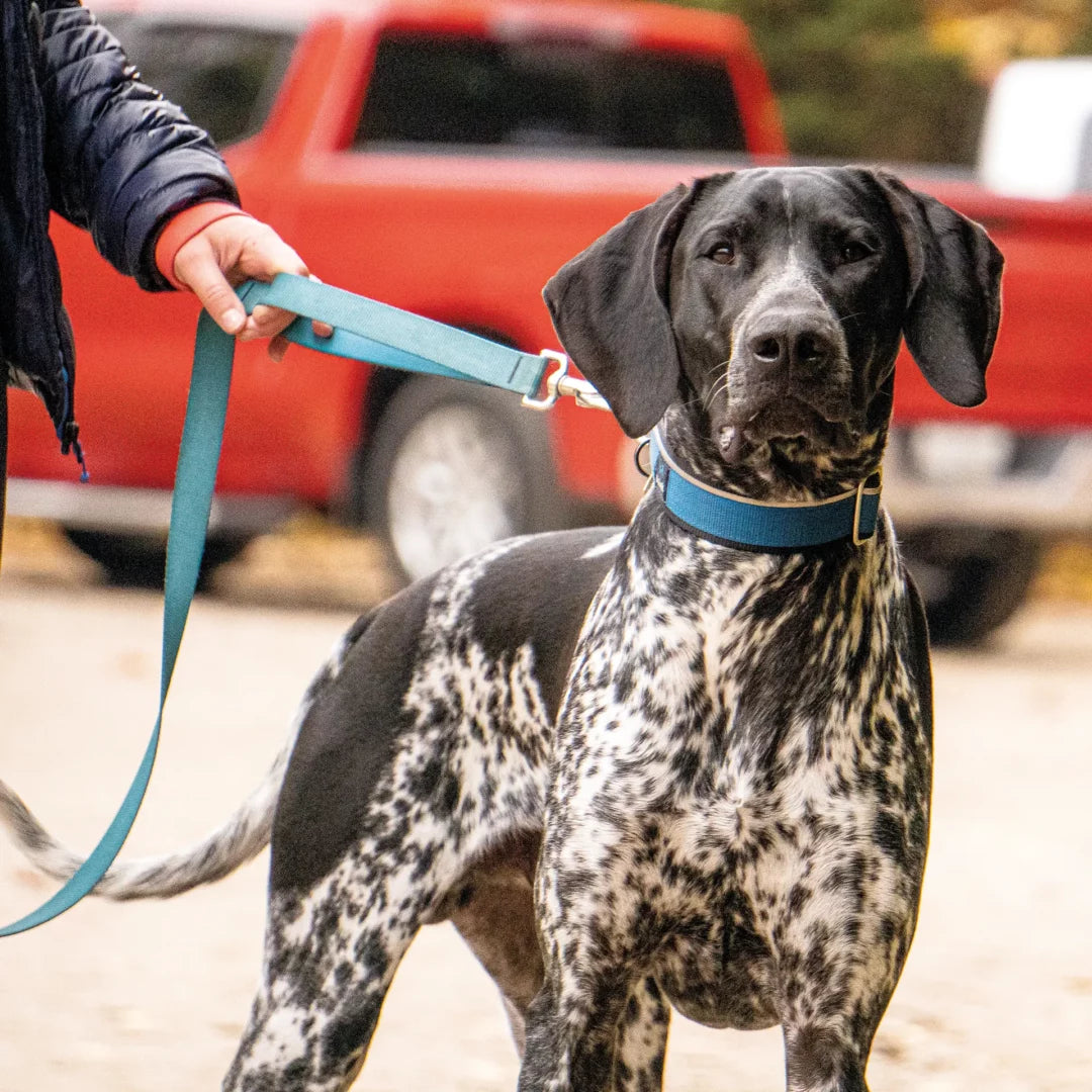 🐕 Découvrez notre laisse pour chien à double poignée : promenades sécurisées jusqu'à 50kg et contrôle optimal en ville comme en nature.