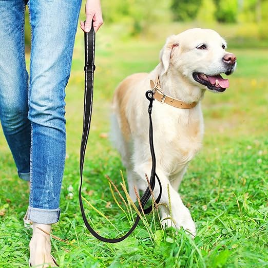 🐕 Découvrez notre laisse pour chien à double poignée : promenades sécurisées jusqu'à 50kg et contrôle optimal en ville comme en nature.