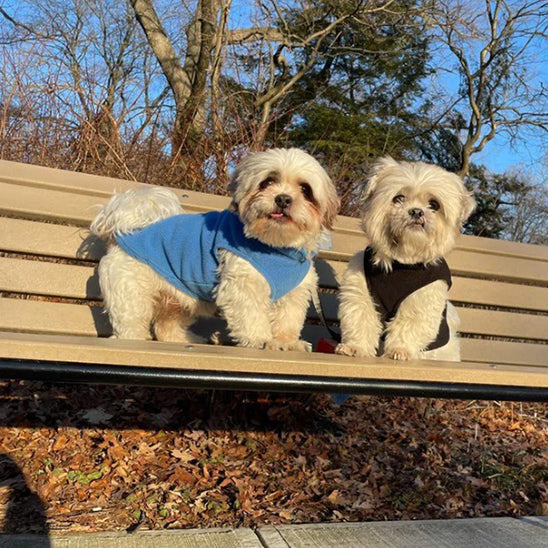 đ ProtĂ©gez votre chien du froid avec notre manteau douillet et pratique. DĂ©couvrez un confort optimal pour vos promenades hivernales, peu importe la mĂ©tĂ©o !