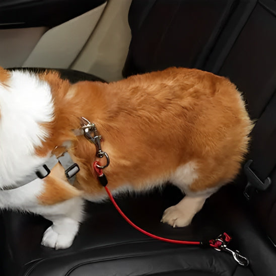 🐶 Sécurisez vos trajets en voiture avec notre laisse pour chien universelle. Protégez votre fidèle compagnon contre les accidents. Disponible en 3 tailles !