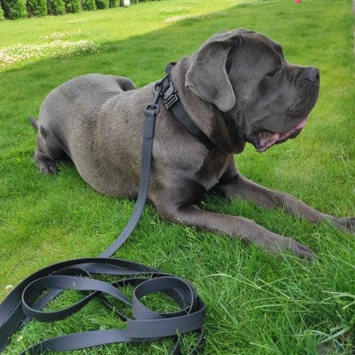 🐕 Découvrez notre laisse pour chien imperméable multifonctionnelle ! Adaptée à toutes les races et activités extérieures. Commandez dès maintenant !