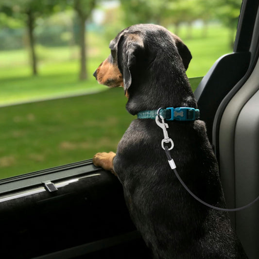 🐶 Sécurisez vos trajets en voiture avec notre laisse pour chien universelle. Protégez votre fidèle compagnon contre les accidents. Disponible en 3 tailles !