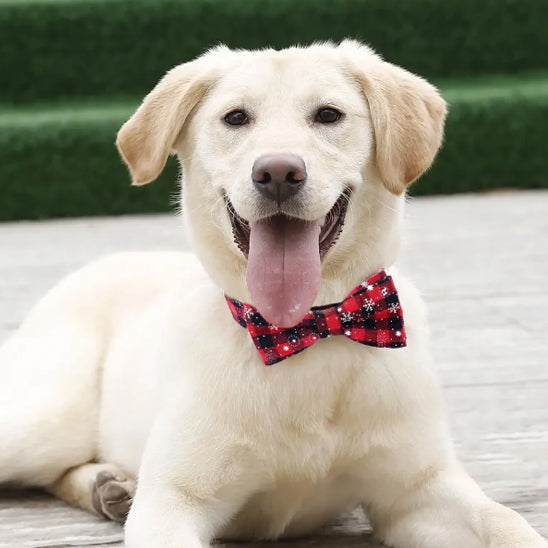 đ¶Collier pour chien nĆud papillon : Ă©lĂ©gance pour votre compagnon Ă quatre pattes, l'accessoire parfait pour allier style et confort pour votre fidĂšle ami.