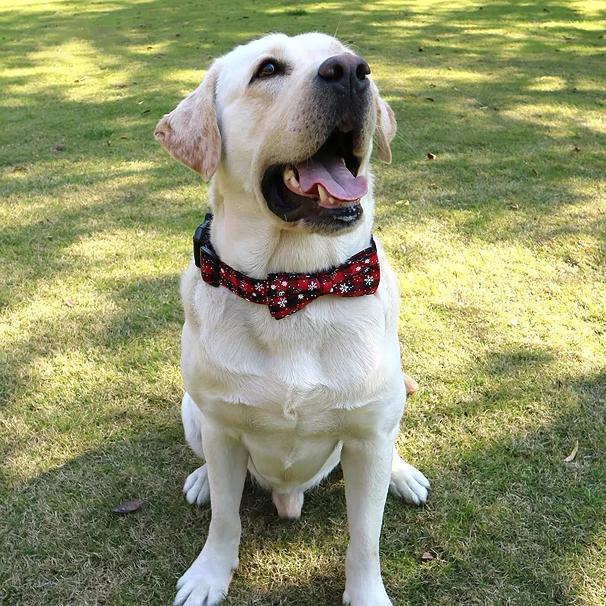 đ¶Collier pour chien nĆud papillon : Ă©lĂ©gance pour votre compagnon Ă quatre pattes, l'accessoire parfait pour allier style et confort pour votre fidĂšle ami. if
