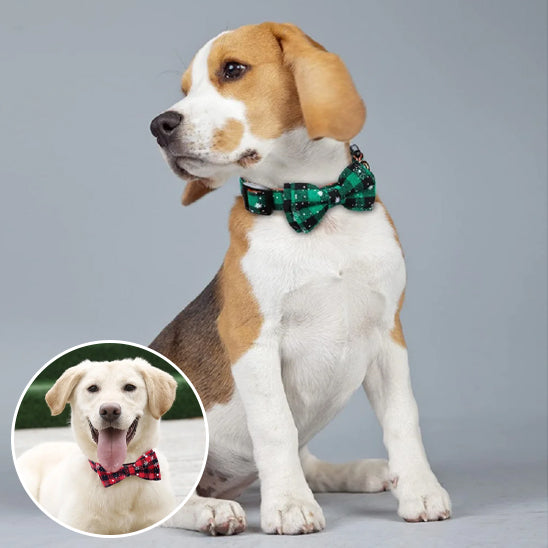 đ¶Collier pour chien nĆud papillon : Ă©lĂ©gance pour votre compagnon Ă quatre pattes, l'accessoire parfait pour allier style et confort pour votre fidĂšle ami.