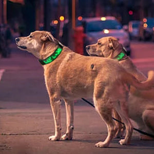 đCollier pour chien : sĂ©curitĂ© et style, l'accessoire indispensable pour assurer la sĂ©curitĂ© de votre compagnon Ă  quatre pattes lors de vos sorties nocturnes.