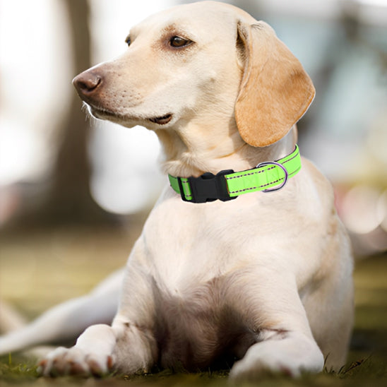 đ¶Collier pour chien : sĂ©curitĂ© et style pour vos promenades nocturnes, l'accessoire indispensable pour assurer la sĂ©curitĂ© de votre compagnon Ă  quatre pattes.