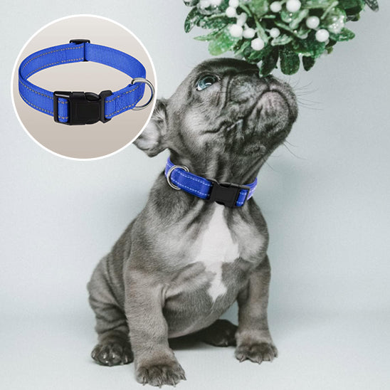 đ¶Collier pour chien : sĂ©curitĂ© et style pour vos promenades nocturnes.  L'accessoire indispensable pour assurer la sĂ©curitĂ© de votre compagnon lors de vos sorties