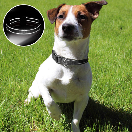 🐶Collier pour chien : sécurité et style pour vos promenades nocturnes.  L'accessoire indispensable pour assurer la sécurité de votre compagnon lors de vos sorties