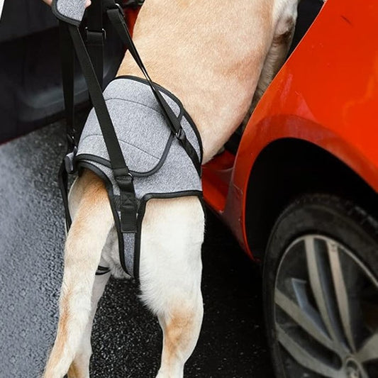 🐕Notre Harnais de levage réglable est spécialement conçu pour les chiens âgés, convalescents ou souffrant de problèmes articulaires.  Poids suggéré : 8-12 kg