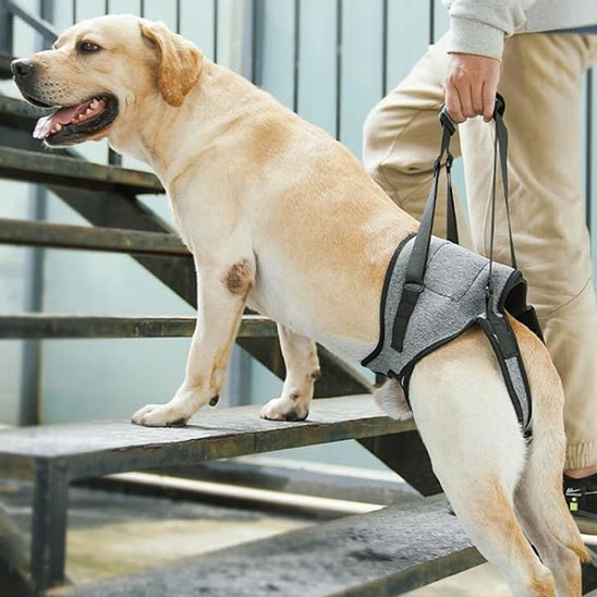 đNotre Harnais de levage rĂ©glable est spĂ©cialement conçu pour les chiens ĂągĂ©s, convalescents ou souffrant de problĂšmes articulaires.  Poids suggĂ©rĂ© : 8-12 kg
