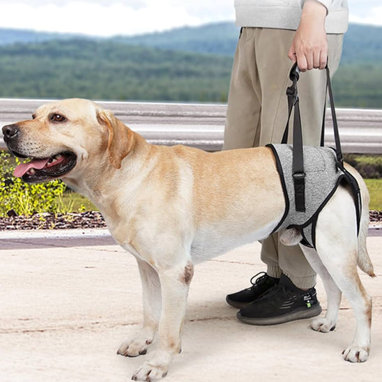 đNotre Harnais de levage rĂ©glable est spĂ©cialement conçu pour les chiens ĂągĂ©s, convalescents ou souffrant de problĂšmes articulaires.  Poids suggĂ©rĂ© : 8-12 kg
