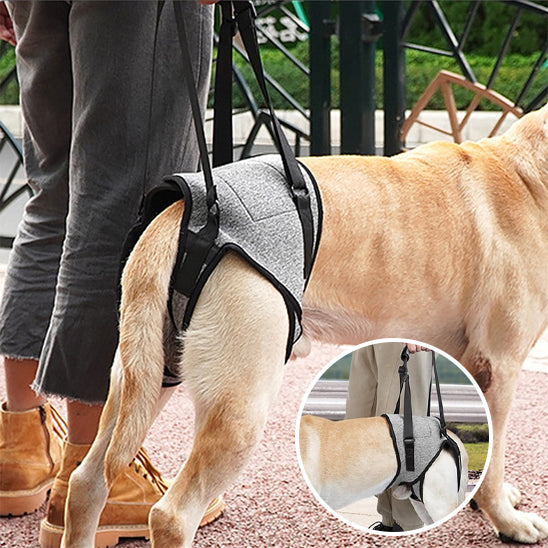 đNotre Harnais de levage rĂ©glable est spĂ©cialement conçu pour les chiens ĂągĂ©s, convalescents ou souffrant de problĂšmes articulaires.  Poids suggĂ©rĂ© : 8-12 kg