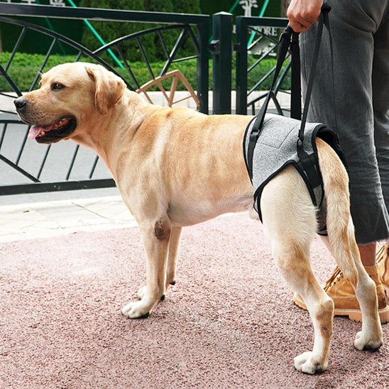 đNotre Harnais de levage rĂ©glable est spĂ©cialement conçu pour les chiens ĂągĂ©s, convalescents ou souffrant de problĂšmes articulaires.  Poids suggĂ©rĂ© : 8-12 kg
