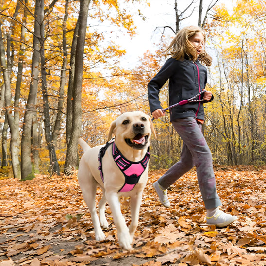 đ DĂ©couvrez notre harnais pour chien anti-traction : confort maximal et sĂ©curitĂ© optimale pour vos promenades. Disponible en 3 tailles !