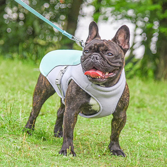 🐶Harnais pour chien : le compagnon idéal indispensable aux propriétaires de chiens soucieux du confort et de la sécurité de leur compagnon à quatre pattes.