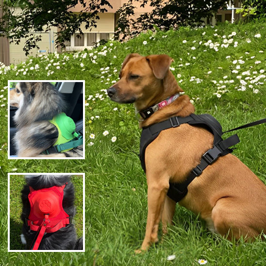 🐕Découvrez notre harnais pour chien innovant, la solution parfaite pour des promenades sûres et confortables. Combine un harnais et une laisse rétractable.