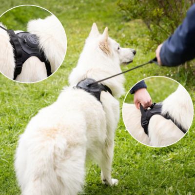 🐕Découvrez notre harnais pour chien innovant, la solution parfaite pour des promenades sûres et confortables. Combine un harnais et une laisse rétractable.