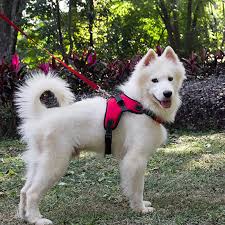 🐕Découvrez notre harnais pour chien innovant, la solution parfaite pour des promenades sûres et confortables. Combine un harnais et une laisse rétractable.