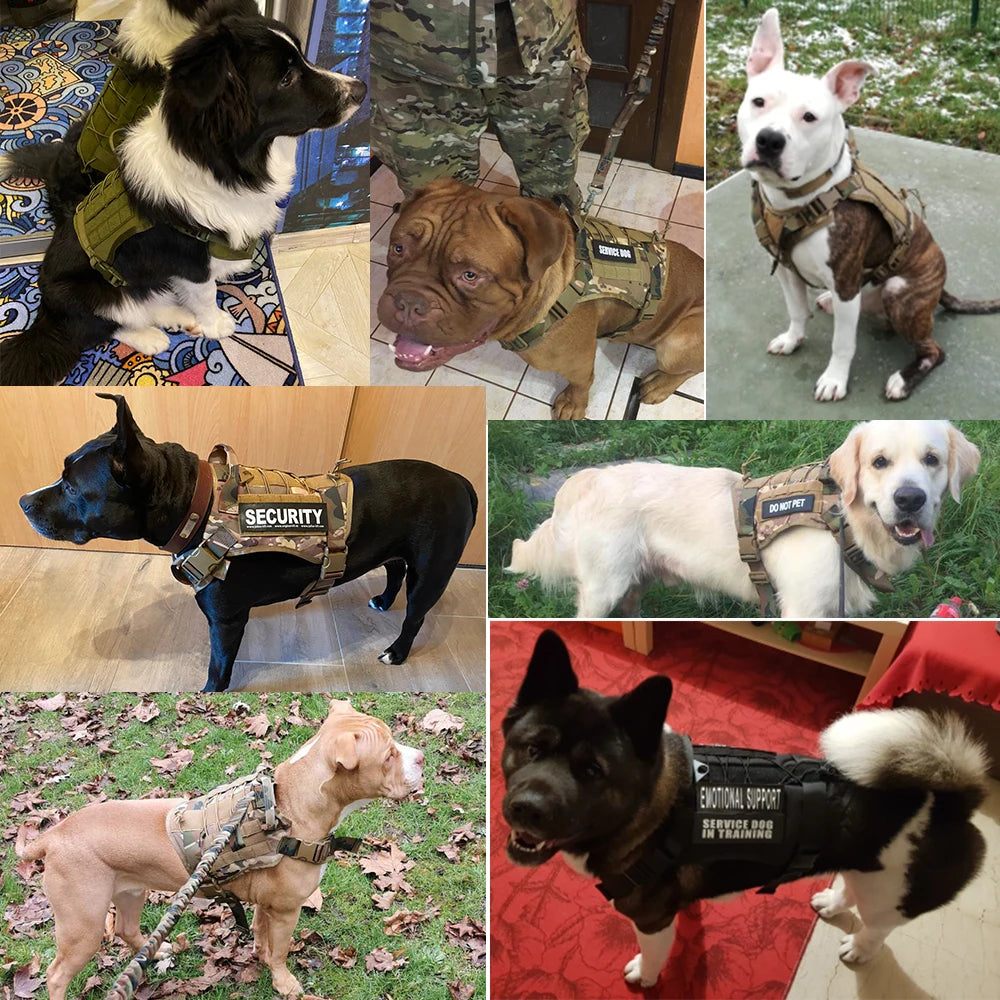 🐕 Découvrez notre harnais pour chien militaire ultra-résistant. Confort et sécurité garantis pour votre compagnon lors de toutes vos aventures !