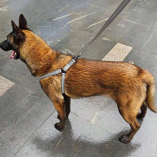 🐕 Découvrez notre harnais pour chien anti-traction : confort optimal, zéro étranglement et 2 anneaux de contrôle. Promenez votre animal en toute sécurité !