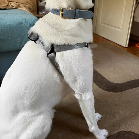 🐕 Découvrez notre harnais pour chien anti-traction : confort optimal, zéro étranglement et 2 anneaux de contrôle. Promenez votre animal en toute sécurité !
