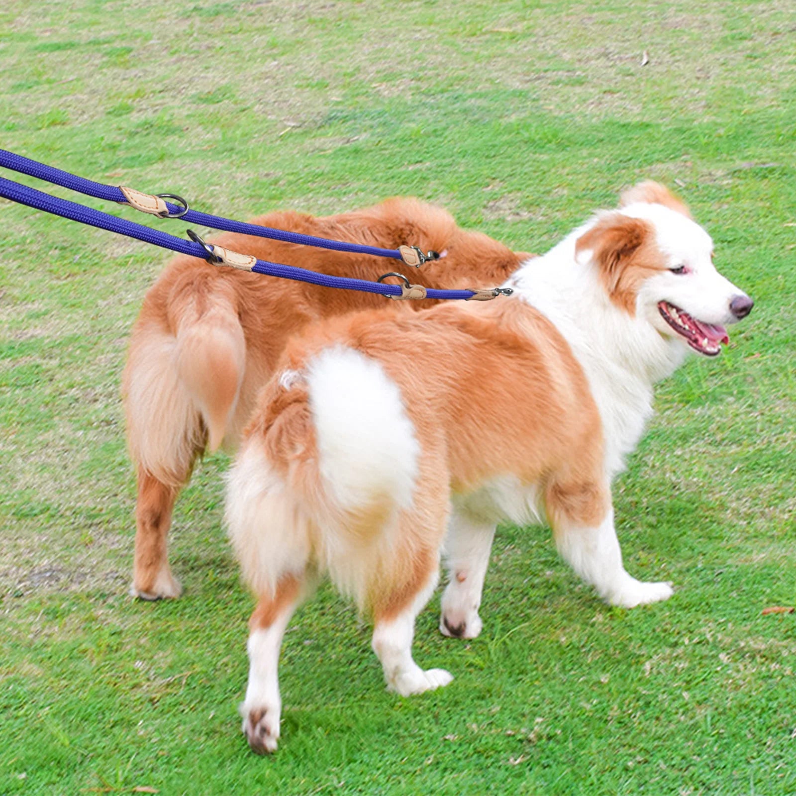 đ DĂ©couvrez notre laisse pour chien anti-emmĂȘlement : lĂ©gĂšre, rĂ©sistante et adaptable pour 2 chiens. Transformez vos promenades dĂšs aujourd'hui !