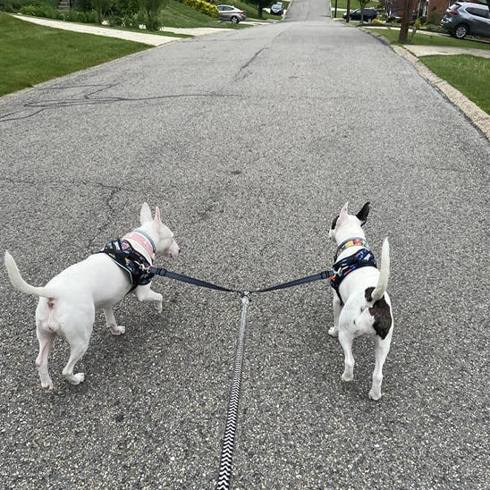 🐶Laisse pour chien double coupleur : la solution idéale pour promener deux chiens. la solution parfaite pour les propriétaires de plusieurs chiens.