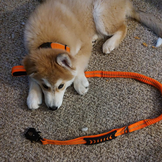 🐕 Découvrez notre laisse pour chien robuste avec double poignée rembourrée. Transformez vos promenades en moments sereins, même dans l'obscurité !