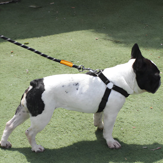 🐕 Découvrez notre laisse pour chien 8x plus résistante ! Idéale pour toutes vos aventures, du parc à la montagne. Sécurité et confort garantis !