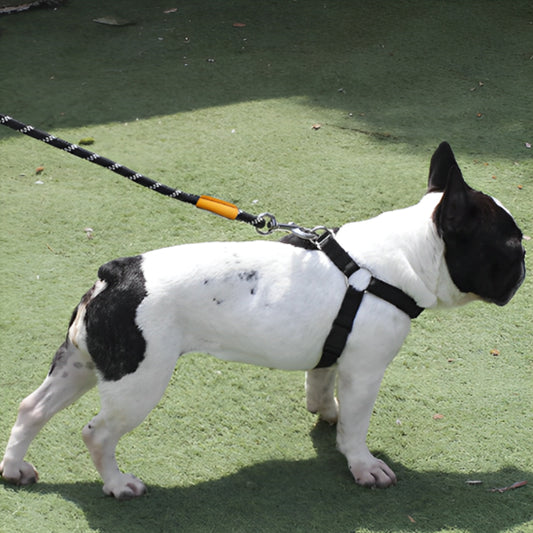 🐕 Découvrez notre laisse pour chien 8x plus résistante ! Idéale pour toutes vos aventures, du parc à la montagne. Sécurité et confort garantis !