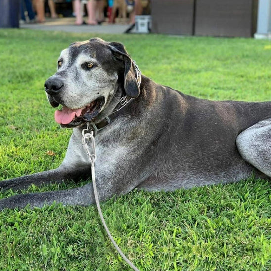 🐕 Découvrez notre laisse pour chien robuste résistant jusqu'à 75kg ! Garantie sécurité et liberté pour votre compagnon de 3 à 30m. Commandez dès maintenant !
