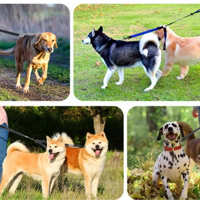 🐕 Découvrez notre laisse pour chien à double poignée : promenades sécurisées jusqu'à 50kg et contrôle optimal en ville comme en nature.