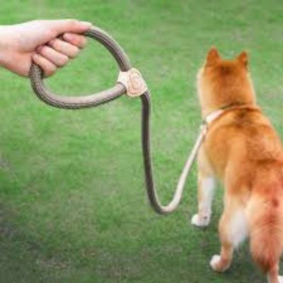 🐕 Découvrez notre laisse pour chien ajustable : contrôle parfait et confort optimal pour des promenades sereines.