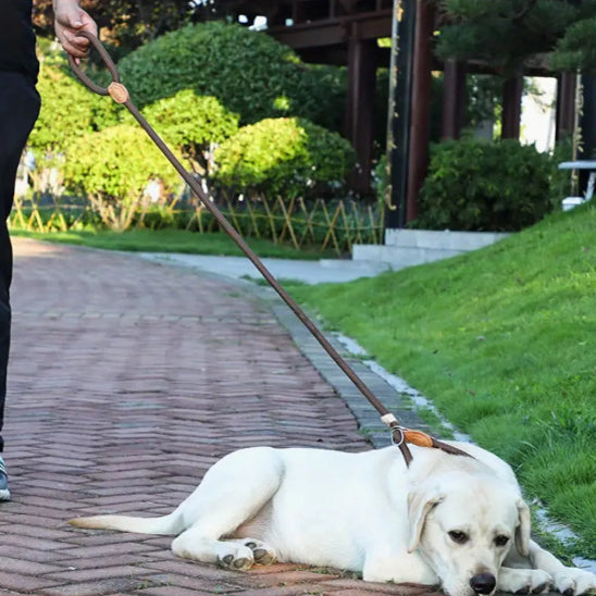 🐕 Découvrez notre laisse pour chien ajustable : contrôle parfait et confort optimal pour des promenades sereines.