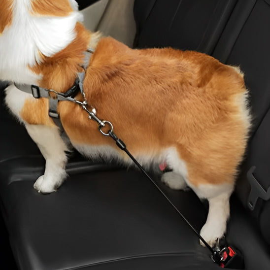 🐶 Sécurisez vos trajets en voiture avec notre laisse pour chien universelle. Protégez votre fidèle compagnon contre les accidents. Disponible en 3 tailles !