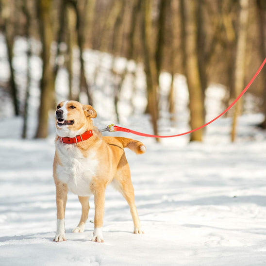 🐕 Découvrez notre laisse pour chien d'entraînement robuste et polyvalente. Contrôle parfait et liberté de mouvement pour votre compagnon.