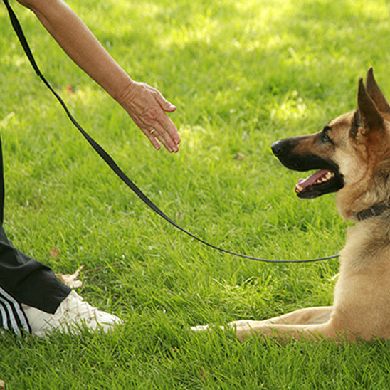 🐕 Découvrez notre laisse pour chien longue : liberté et sécurité pour votre compagnon. Résiste jusqu'à 180kg de traction !