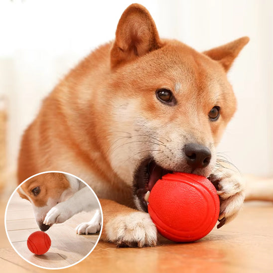 🏐 Découvrez nos balles pour chien ultra-résistantes en TPR. Conçues pour toutes les tailles, elles stimulent votre compagnon et préservent vos meubles !