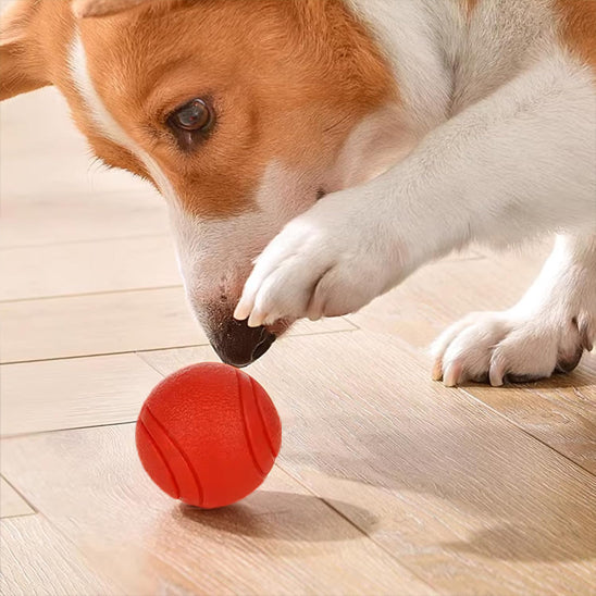🏐 Découvrez nos balles pour chien ultra-résistantes en TPR. Conçues pour toutes les tailles, elles stimulent votre compagnon et préservent vos meubles !