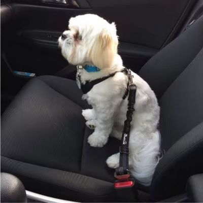 Ceinture de sécurité pour chien -chien-blanc – Adjustable Dog Car Seat Belt