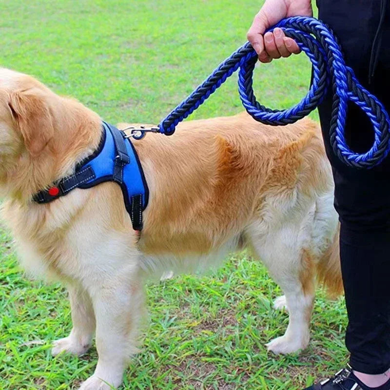 Laisse-pour-chien-bleu-renforcée 