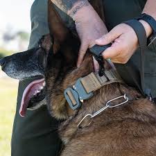  🐕Le Collier pour Chien Tactique: Confort et Sécurité pour Votre Fidèle Compagnon   Découvrez notre collier pour chien tactique, la solution idéale pour les propriétaires de chiens exigeants.  