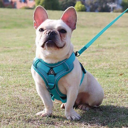 🐕 Offrez confort et sécurité à votre chien avec notre harnais respirant ajustable! Découvrez nos modèles adaptés à toutes les races et tailles. 