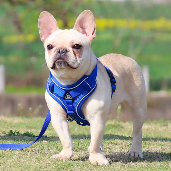 🐕 Offrez confort et sécurité à votre chien avec notre harnais respirant ajustable! Découvrez nos modèles adaptés à toutes les races et tailles.  