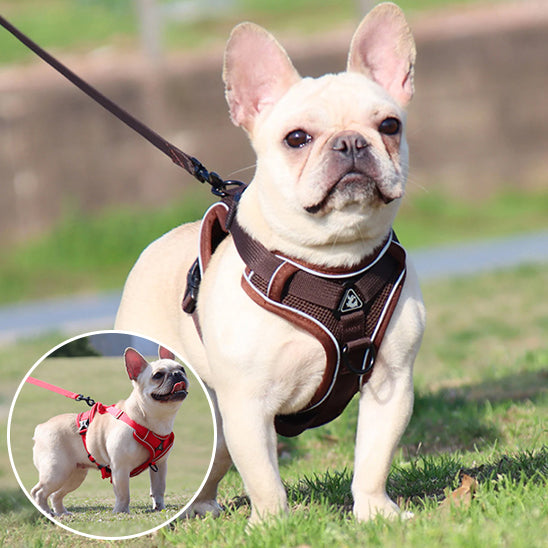   🐕 Offrez confort et sécurité à votre chien avec notre harnais respirant ajustable! Découvrez nos modèles adaptés à toutes les races et tailles. 